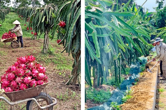 Sôi động hướng liên kết sản xuất từ chuỗi vườn mẫu ở Thanh Chương