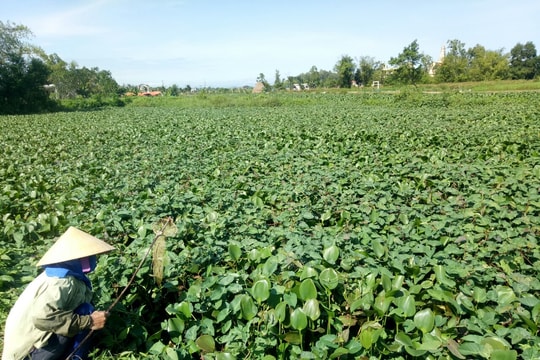 Nghệ An: Bèo tây 'bức tử' những dòng sông 