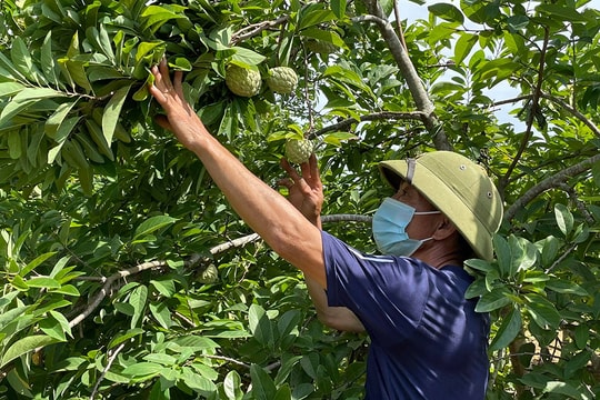 Triển vọng từ cây na dai trồng trên đất đỏ Nghĩa Đàn