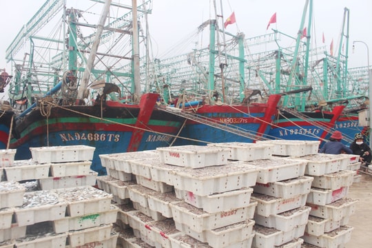 Hải sản Quỳnh Lưu lưu thông thuận tiện dù địa phương đang thực hiện Chỉ thị 16 