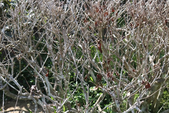 Nắng như đổ lửa, nông dân Nghệ An vật lộn chống 'cháy' chè 