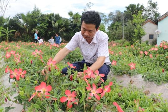 Triển vọng đặc sản 'tiến vua' trên đất Thổ Hào - Thanh Chương