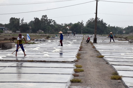 Giá muối thu mua tăng, diêm dân Nghệ An bám nắng sản xuất