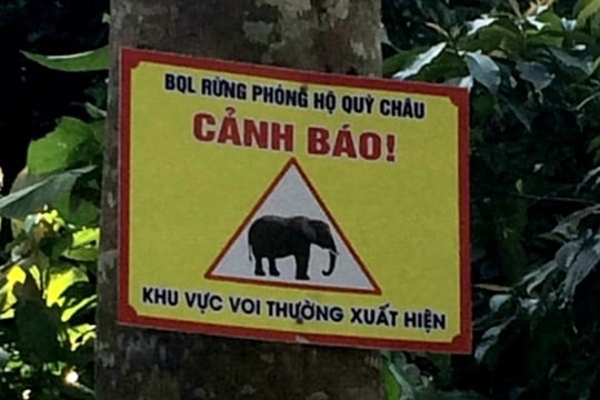 Voi rừng xuất hiện ở Quỳ Châu