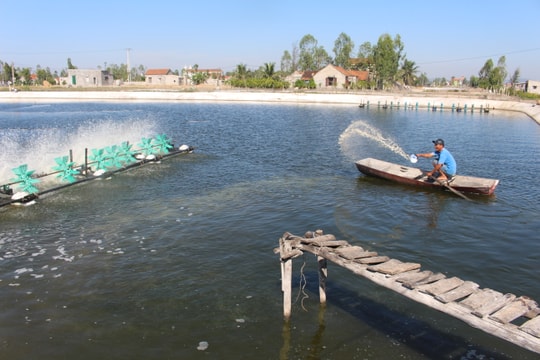 Nhiều cách làm hay gỡ khó đầu ra cho con tôm ở Nghệ An