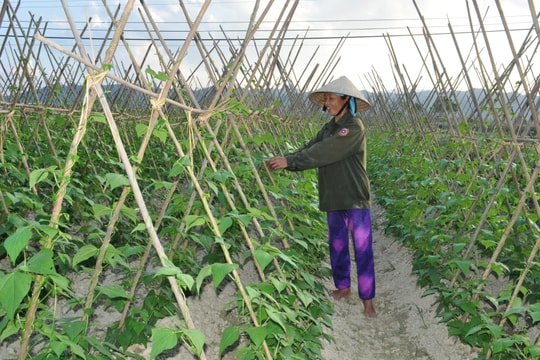 Quan tâm giải quyết các vấn đề bức xúc trong sản xuất nông, ngư nghiệp