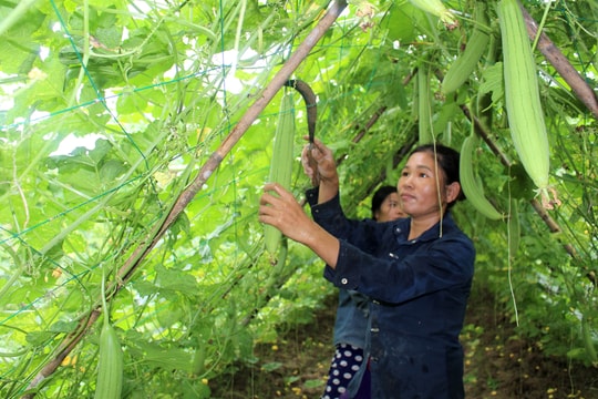 Mướp hương Anh Sơn vào vụ̣ giá 'rẻ như cho'