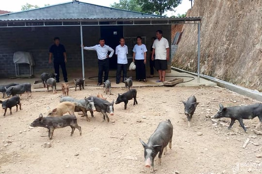 Lợn đen đặc sản miền Tây Nghệ An vẫn giữ giá trên 160.000 đồng/kg