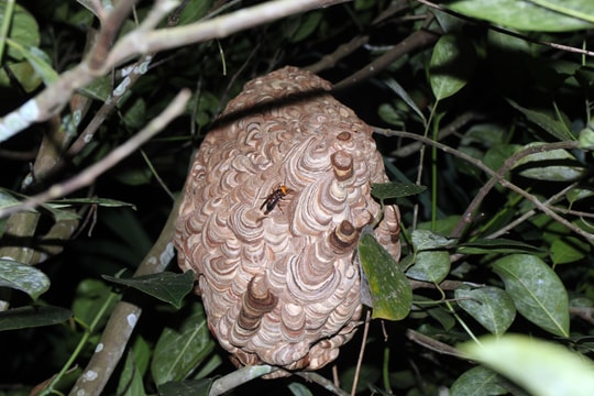 Bị ong vò vẽ đốt 90 nốt, bé 6 tuổi nhập viện cấp cứu  ​