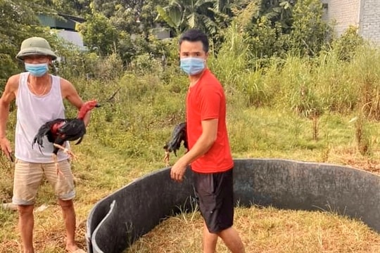 Rủ nhau đá gà trong thời điểm cách ly xã hội, hai người đàn ông ở Nghệ An bị xử phạt