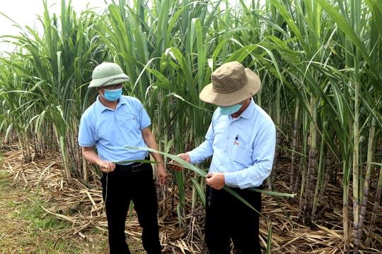 Công ty Cổ phần Mía đường Sông Con làm tốt việc phòng trừ sâu bệnh 