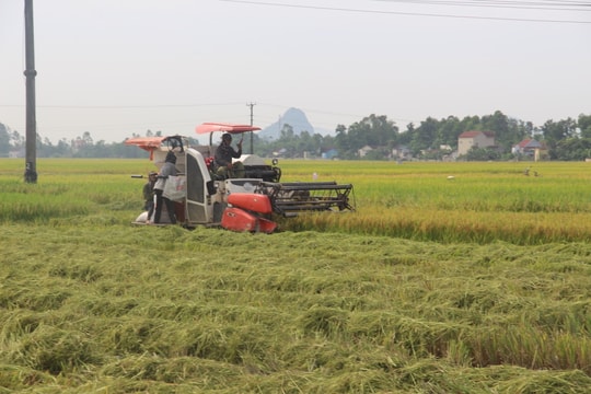Yên Thành thu hoạch lúa hè thu đảm bảo an toàn chống dịch 