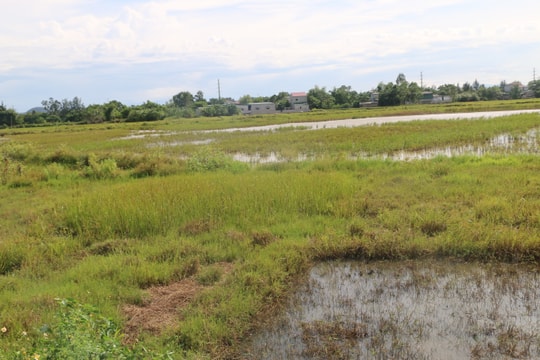 Ý kiến bạn đọc: