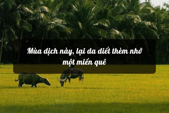 Mùa dịch này, lại da diết thèm nhớ một miền quê