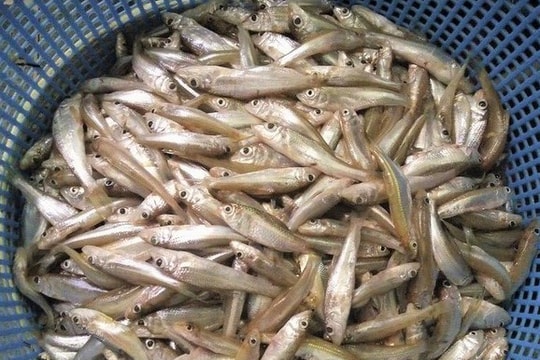 Vui, buồn nghề thả 'lưới còm' trên sông Lam