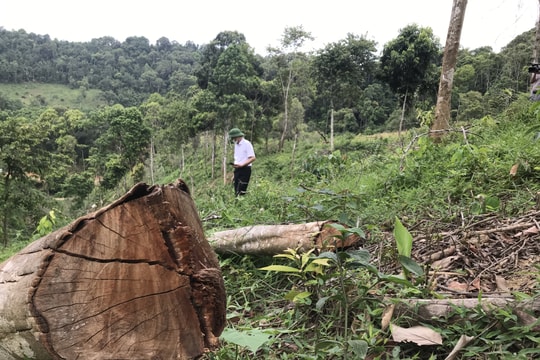Không khởi tố vụ phá rừng ở xã Bắc Sơn?!!!