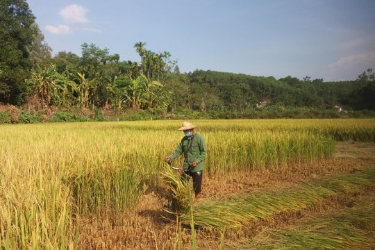 Người dân Nghệ An góp ngày công, giúp gia đình cách ly thu hoạch nông sản