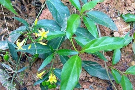 Can ngăn chồng uống rượu không thành, thai phụ ăn lá ngón tự vẫn