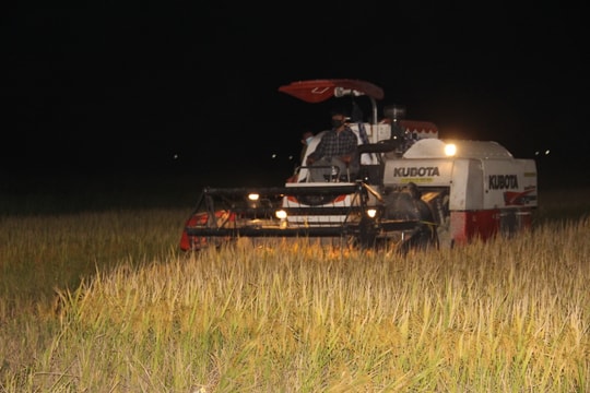 Gặt lúa đêm ở các vùng cách ly của Nghệ An