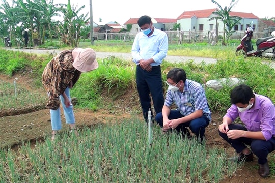 Nghệ An: Đặt bẫy Pheromone diệt trừ sâu gây hại hành hoa