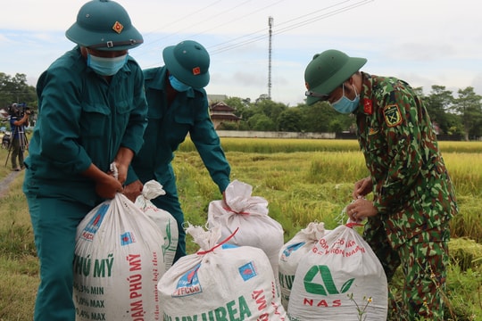 Bộ đội giúp dân trong vùng dịch ở Nghệ An thu hoạch lúa
