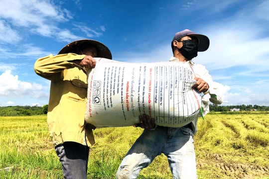 Đội tình nguyện ngày đêm giúp dân vận chuyển lúa giữa mùa dịch