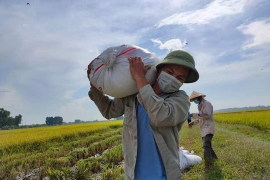 Những chuyến xe tình nguyện chở lúa mùa dịch ở Yên Thành