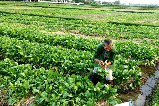 Nghệ An: Hàng nghìn tấn rau 'nằm ruộng' chờ đầu ra