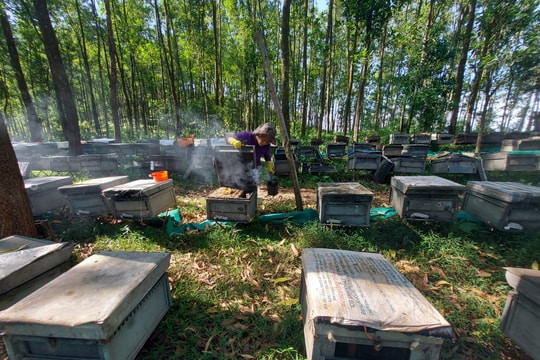 Người du mục theo đàn ong lấy mật miền trung du Nghệ An