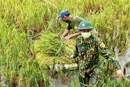 Bộ đội Biên phòng Nghệ An hỗ trợ người dân vùng dịch thu hoạch lúa
