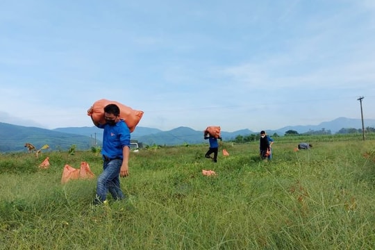 Chung tay giúp nông dân Yên Thành tiêu thụ dưa hấu, dưa chuột