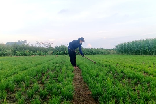 Nông dân vựa rau gia vị ở Nam Đàn phải cắt đổ bỏ vì không biết bán cho ai