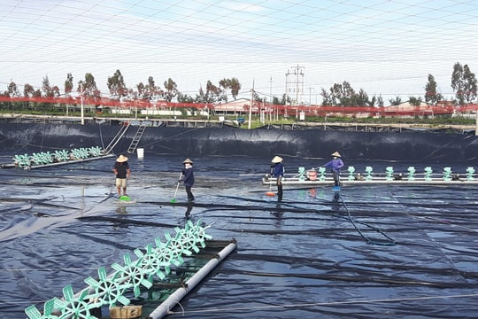 Chuẩn bị tốt các điều kiện cho vụ nuôi tôm thu đông