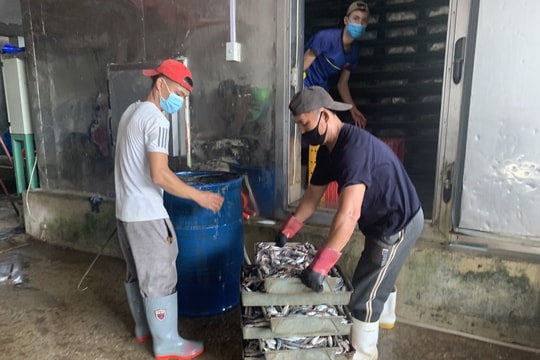 Đầu ra khó khăn, gần 15.000 tấn hải sản ở Nghệ An tồn kho