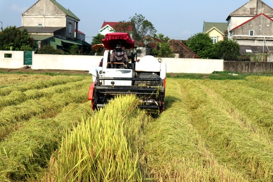 Nghệ An quản lý chặt máy gặt thuê mùa dịch