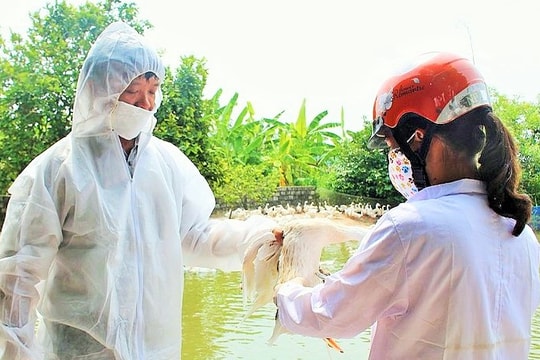 Đẩy mạnh tiêm phòng vắc-xin cho gia súc, gia cầm