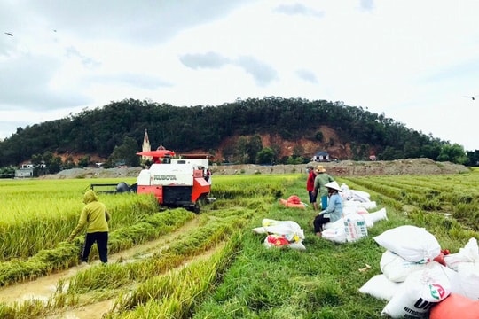 Nghệ An: Huy động tổng lực, khẩn trương thu hoạch lúa hè thu chạy bão