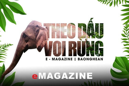Theo dấu voi rừng