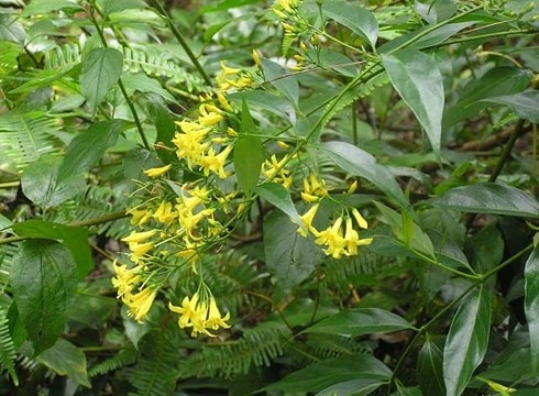 Giận chồng, người phụ nữ ăn lá ngón tự tử