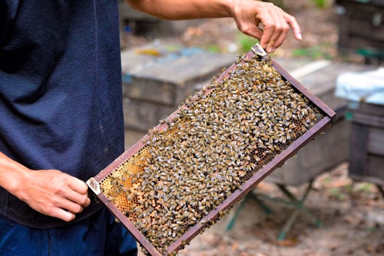 Buồn vui đời nuôi ong du mục