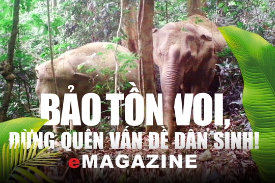 Bảo tồn voi, đừng quên vấn đề dân sinh!