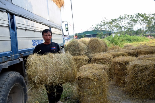 Nghệ An: Hàng trăm tấn phụ phẩm nông nghiệp bỏ lãng phí ngoài đồng ruộng