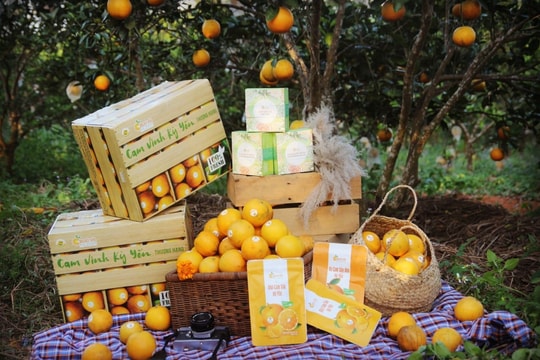 Xúc tiến thương mại, tìm kiếm thị trường cho nông sản Nghệ An