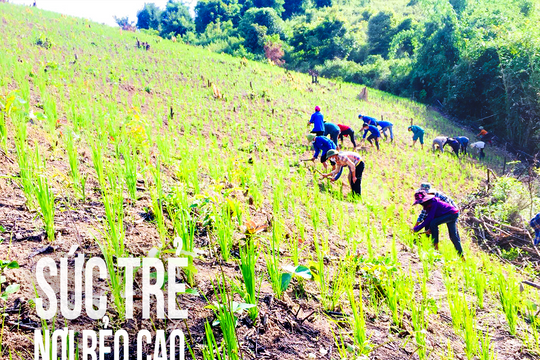 Sức trẻ nơi rẻo cao