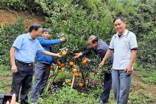 Anh Sơn bảo tồn và phát triển giống cam bù sen đặc sản 