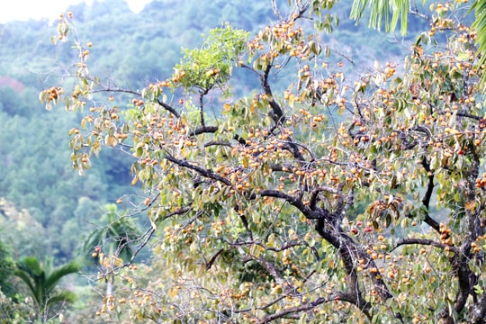  ‘Thủ phủ’ hồng Nghệ An rộn niềm vui