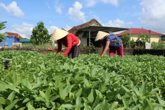Nông sản được 'thông tắc' khi Nghệ An chuyển sang trạng thái bình thường mới