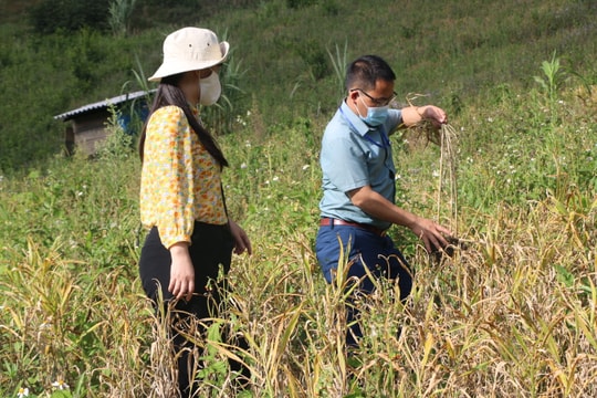 Nhiều rẫy gừng ở Kỳ Sơn bị chết hàng loạt