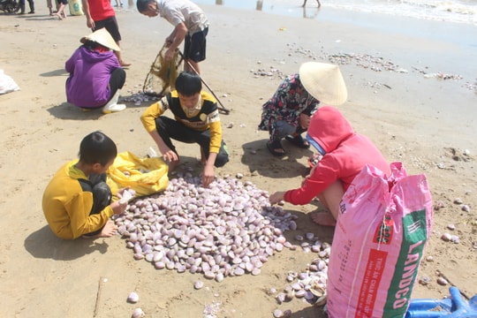 Sau mưa, người dân Nghệ An rủ nhau đi vớt 'lộc biển'