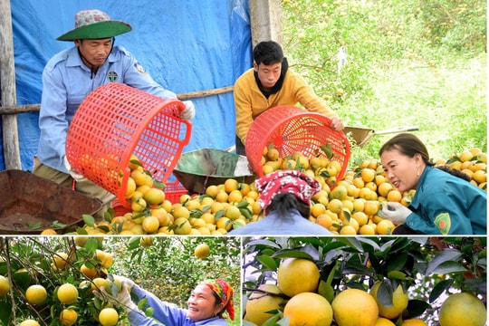 Nghệ An đặt mục tiêu có 50.000 ha cây ăn quả, xuất khẩu đạt 80 - 100 triệu USD vào năm 2030